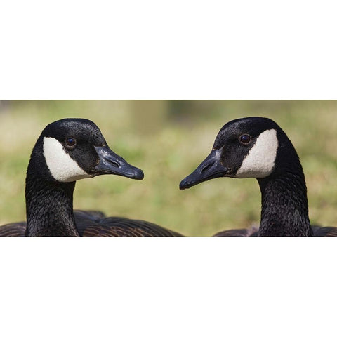 Canada geese-Kentucky Black Modern Wood Framed Art Print with Double Matting by Jones, Adam