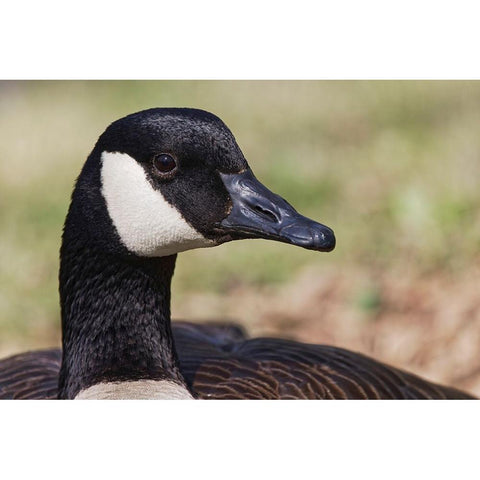 Canada goose-Kentucky Gold Ornate Wood Framed Art Print with Double Matting by Jones, Adam