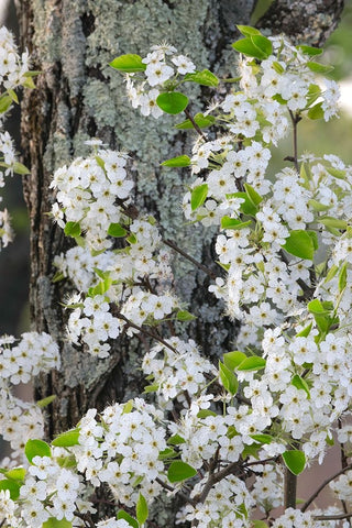 Crab apple blossoms in full bloom-Long Run Park-Kentucky Black Ornate Wood Framed Art Print with Double Matting by Jones, Adam