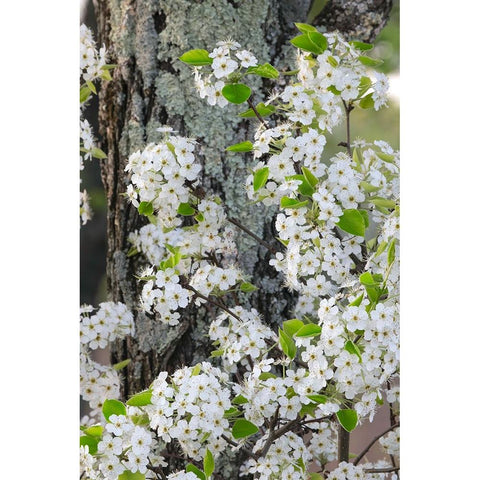 Crab apple blossoms in full bloom-Long Run Park-Kentucky Gold Ornate Wood Framed Art Print with Double Matting by Jones, Adam