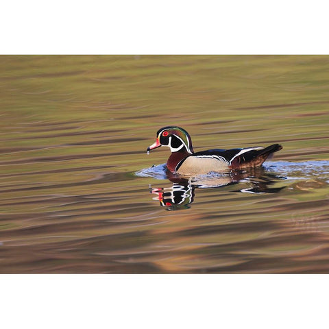 Wood duck drake-Kentucky Black Modern Wood Framed Art Print by Jones, Adam