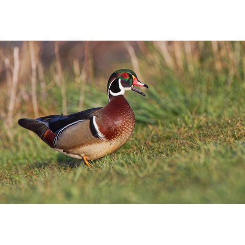 Wood duck drake-Kentucky White Modern Wood Framed Art Print by Jones, Adam