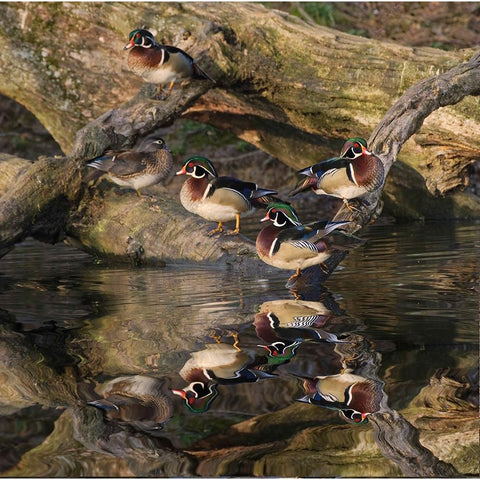 Male and female wood ducks-resting on fallen tree-Kentucky Black Modern Wood Framed Art Print with Double Matting by Jones, Adam