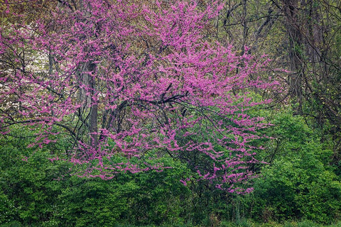Eastern redbud-Kentucky Black Ornate Wood Framed Art Print with Double Matting by Jones, Adam