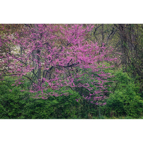 Eastern redbud-Kentucky Black Modern Wood Framed Art Print by Jones, Adam