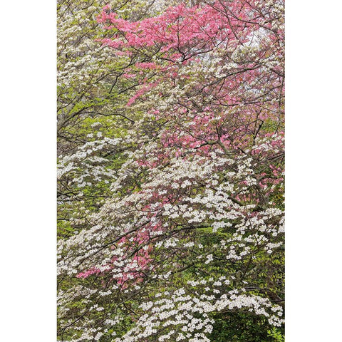 Pink and white flowering dogwood trees-Kentucky Black Modern Wood Framed Art Print by Jones, Adam