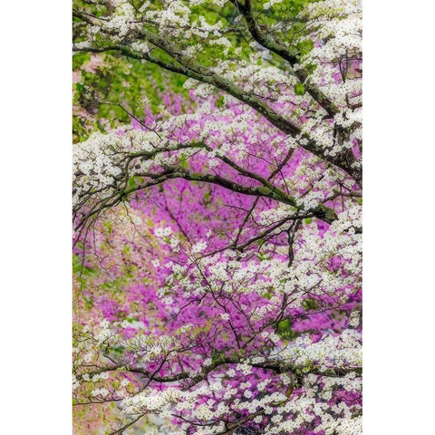 Soft focus view of flowering dogwood tree and distant Eastern redbud-Kentucky Black Modern Wood Framed Art Print by Jones, Adam