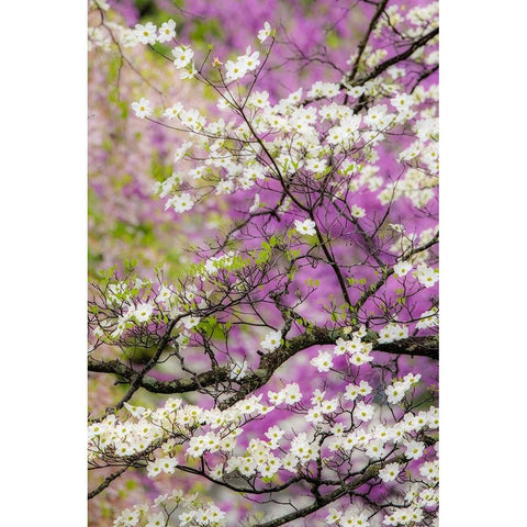 Flowering dogwood tree and distant Eastern redbud-Kentucky White Modern Wood Framed Art Print by Jones, Adam