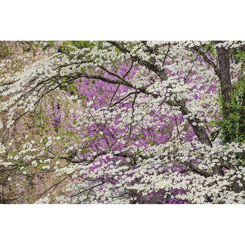 Flowering dogwood tree and distant Eastern redbud-Kentucky Black Modern Wood Framed Art Print by Jones, Adam