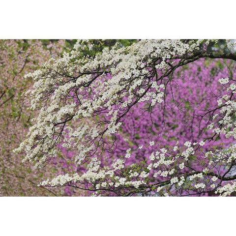 Flowering dogwood tree and distant Eastern redbud-Kentucky Black Modern Wood Framed Art Print with Double Matting by Jones, Adam