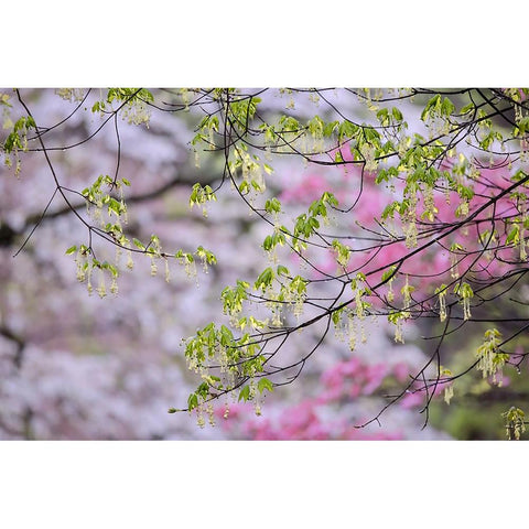 Red maple with whirlybird seeds-Kentucky Black Modern Wood Framed Art Print by Jones, Adam