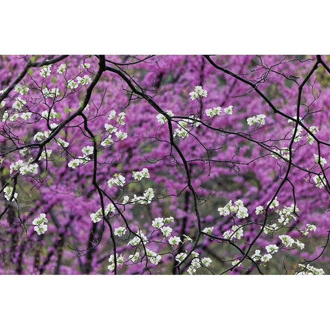 Flowering dogwood tree and distant Eastern redbud-Kentucky Black Modern Wood Framed Art Print by Jones, Adam