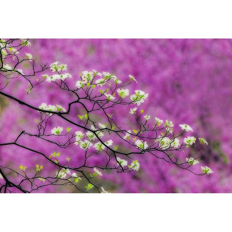 Soft focus view of flowering dogwood tree and distant Eastern redbud-Kentucky Black Modern Wood Framed Art Print by Jones, Adam