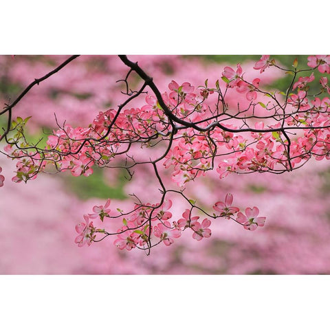 Pink flowering dogwood tree branch-Kentucky White Modern Wood Framed Art Print by Jones, Adam