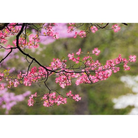 Soft focus view of pink flowering dogwood tree branch-Kentucky Black Modern Wood Framed Art Print by Jones, Adam