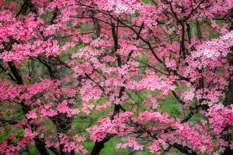 Soft focus view of large pink flowering dogwood tree in full bloom-Kentucky Black Ornate Wood Framed Art Print with Double Matting by Jones, Adam
