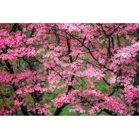 Soft focus view of large pink flowering dogwood tree in full bloom-Kentucky Black Modern Wood Framed Art Print by Jones, Adam