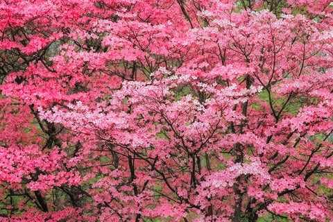Soft focus view of large pink flowering dogwood tree in full bloom-Kentucky White Modern Wood Framed Art Print with Double Matting by Jones, Adam