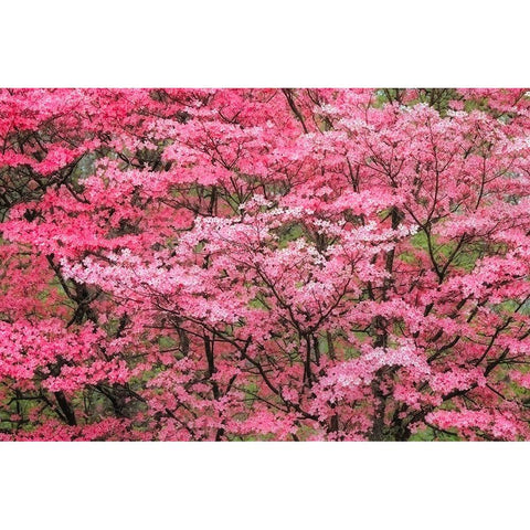 Soft focus view of large pink flowering dogwood tree in full bloom-Kentucky Black Modern Wood Framed Art Print by Jones, Adam