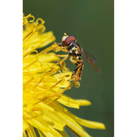 Hover fly on yellow dandelion flower-Kentucky White Modern Wood Framed Art Print by Jones, Adam