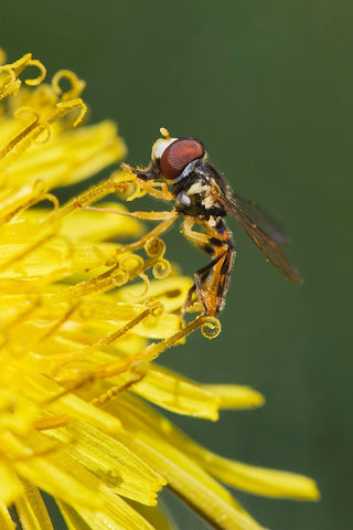 Hover fly on yellow dandelion flower-Kentucky White Modern Wood Framed Art Print with Double Matting by Jones, Adam
