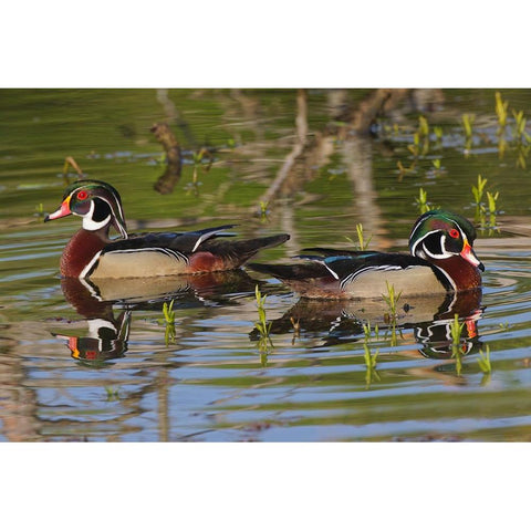 Male wood ducks-Kentucky Gold Ornate Wood Framed Art Print with Double Matting by Jones, Adam