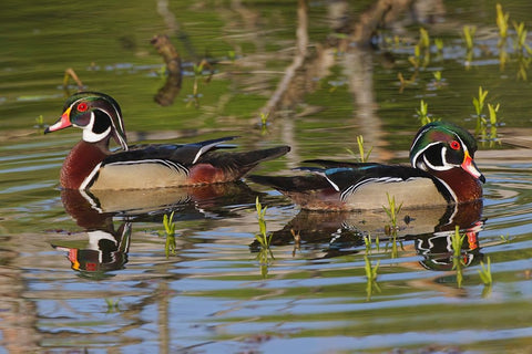Male wood ducks-Kentucky White Modern Wood Framed Art Print with Double Matting by Jones, Adam