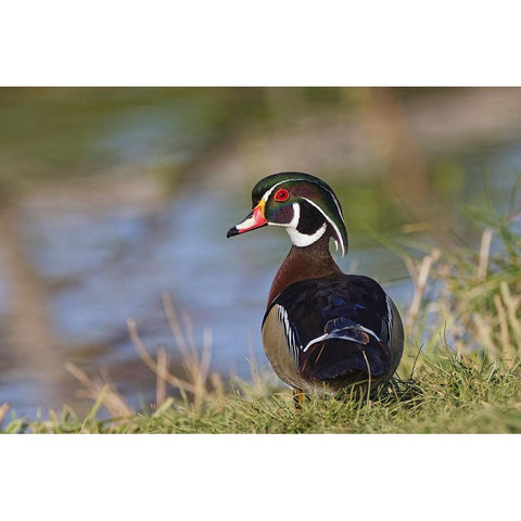 Male-wood Duck-Kentucky Black Modern Wood Framed Art Print by Jones, Adam