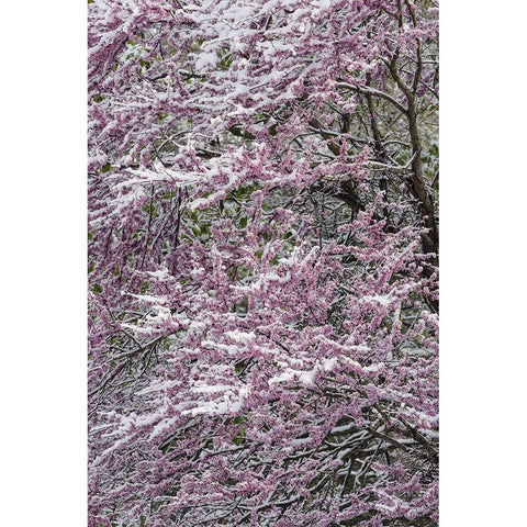 Light snow on Eastern redbud tree in early spring-Louisville-Kentucky Black Modern Wood Framed Art Print with Double Matting by Jones, Adam