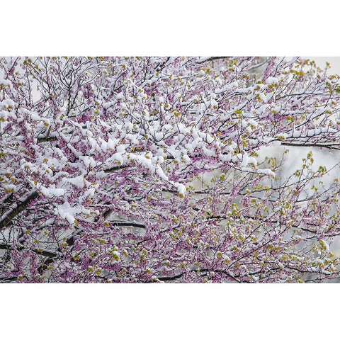 Light snow on Eastern redbud tree in early spring-Louisville-Kentucky Black Modern Wood Framed Art Print by Jones, Adam