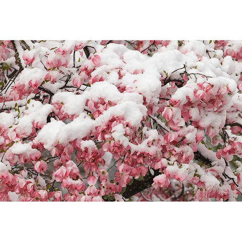 Light snow on pink dogwood tree in early spring-Louisville-Kentucky Black Modern Wood Framed Art Print by Jones, Adam