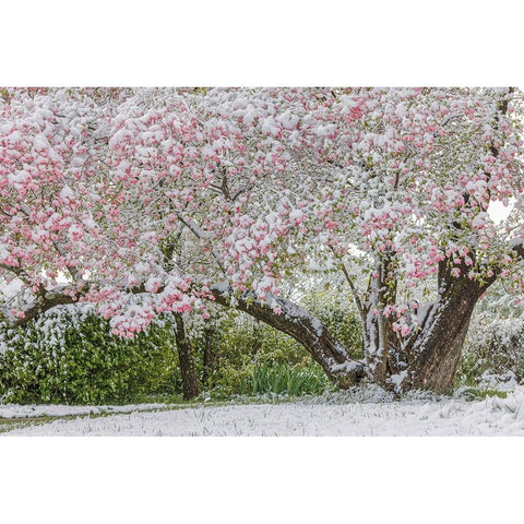 Light snow on pink dogwood tree in early spring-Louisville-Kentucky Black Modern Wood Framed Art Print by Jones, Adam