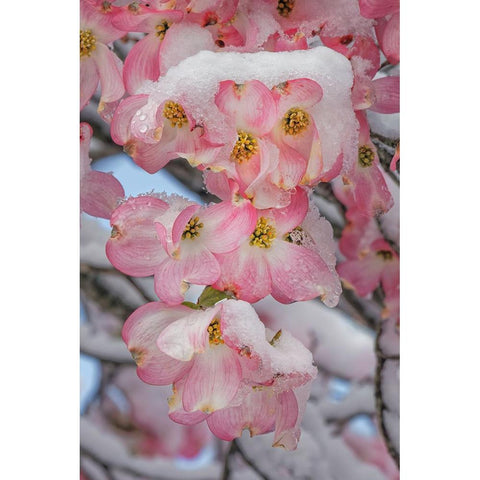 Light snow on pink dogwood tree in early spring-Louisville-Kentucky Black Modern Wood Framed Art Print by Jones, Adam