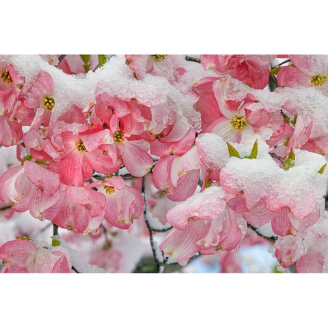 Light snow on pink dogwood tree in early spring-Louisville-Kentucky Black Modern Wood Framed Art Print by Jones, Adam