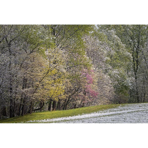 Light snow on trees in early spring-Louisville-Kentucky Gold Ornate Wood Framed Art Print with Double Matting by Jones, Adam