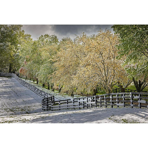 Light snow on trees in early spring-Louisville-Kentucky Black Modern Wood Framed Art Print by Jones, Adam