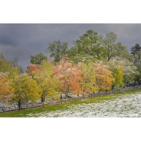 Light snow on trees in early spring-Louisville-Kentucky White Modern Wood Framed Art Print by Jones, Adam