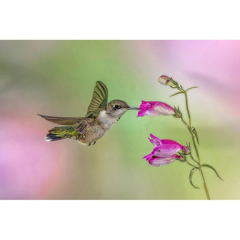 Female Ruby-throated hummingbird flying around flower-Louisville-Kentucky Black Modern Wood Framed Art Print by Jones, Adam