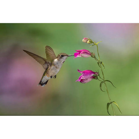 Female Ruby-throated hummingbird flying around flower-Louisville-Kentucky Black Modern Wood Framed Art Print by Jones, Adam