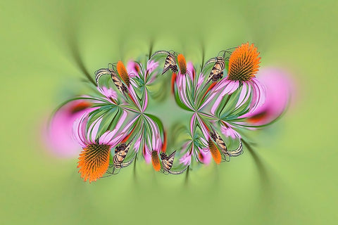 Tiger Swallowtail butterfly on purple coneflower-Kentucky White Modern Wood Framed Art Print with Double Matting by Jones, Adam