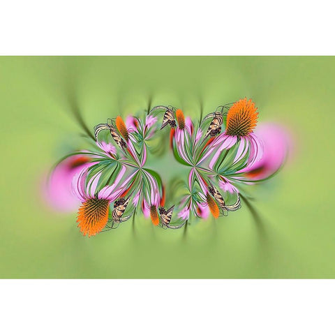Tiger Swallowtail butterfly on purple coneflower-Kentucky Black Modern Wood Framed Art Print with Double Matting by Jones, Adam