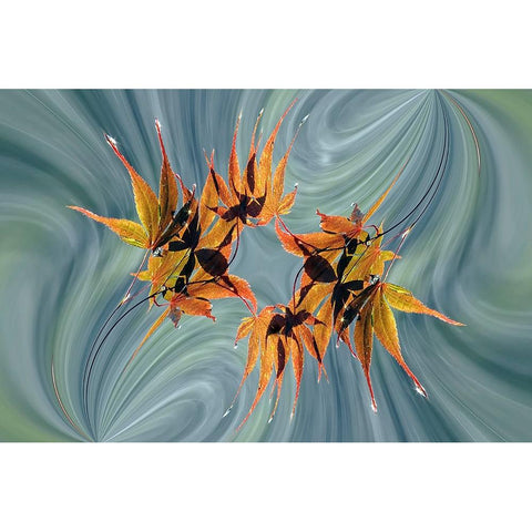 Rain falling on Japanese Maple leaves in autumn-Louisville-Kentucky Black Modern Wood Framed Art Print by Jones, Adam