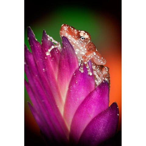 Kentucky Cinnamon tree frog on flower Black Modern Wood Framed Art Print by Jaynes Gallery