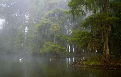 Louisiana, Lake Martin Great egret reflection White Modern Wood Framed Art Print with Double Matting by Morris, Arthur