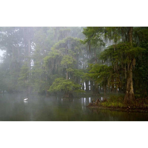 Louisiana, Lake Martin Great egret reflection Black Modern Wood Framed Art Print by Morris, Arthur