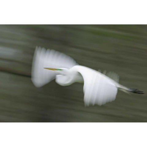 Louisiana Abstract of great egret in flight Black Modern Wood Framed Art Print with Double Matting by Morris, Arthur