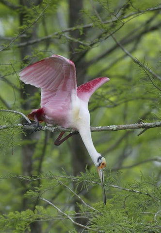 Louisiana, Roseate spoonbill stretches in a tree White Modern Wood Framed Art Print with Double Matting by Morris, Arthur