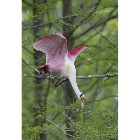Louisiana, Roseate spoonbill stretches in a tree Black Modern Wood Framed Art Print by Morris, Arthur