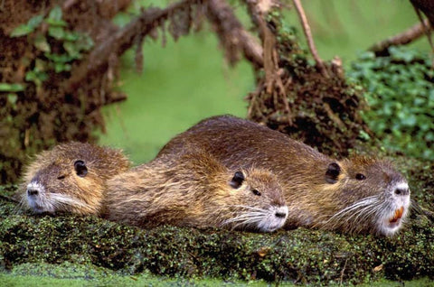 Louisiana,  Family of wild nutria resting on log White Modern Wood Framed Art Print with Double Matting by Welling, Dave