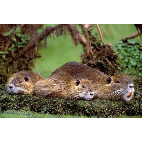Louisiana,  Family of wild nutria resting on log Black Modern Wood Framed Art Print with Double Matting by Welling, Dave